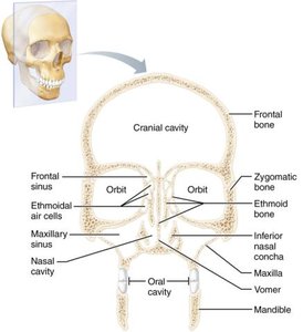 Coronal section of the skull showing cavities