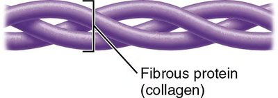Fibrous protein (collagen)