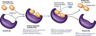 Steps of enzyme action