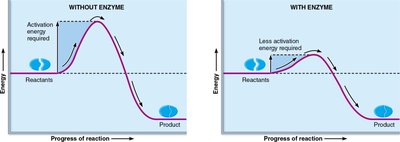 Enzyme lowers activation energy