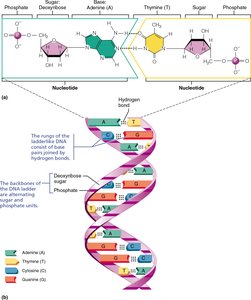 DNA structure and base pairing