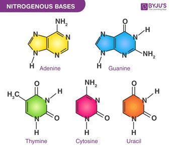 Nitrogenous bases of DNA and RNA