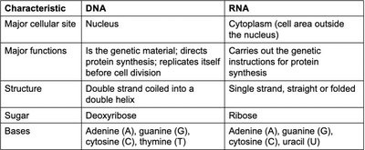 DNA vs RNA comparison table