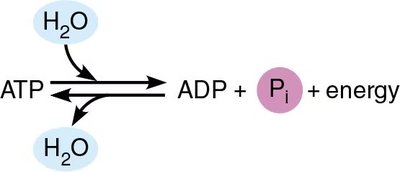 ATP hydrolysis and energy release