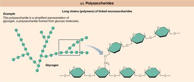 Polysaccharide structure (glycogen)
