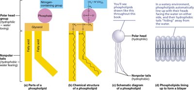 Phospholipid structure and bilayer formation