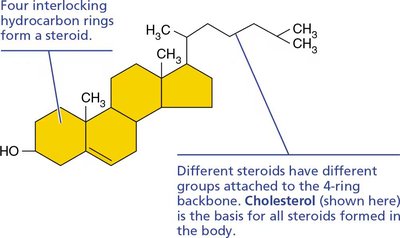 Steroid structure (cholesterol)