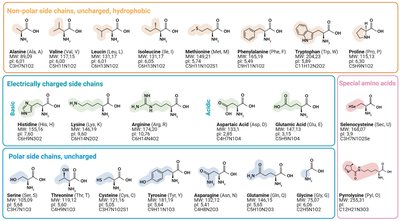 The 20 amino acids