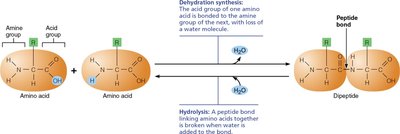 Peptide bond formation and hydrolysis