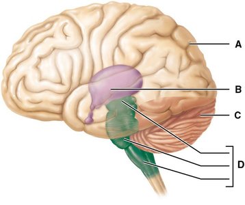 Labeled diagram of the brain with regions A–D