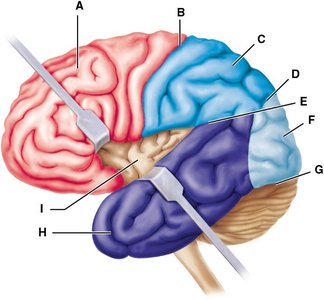 Labeled diagram of the cerebral hemispheres with regions A–I