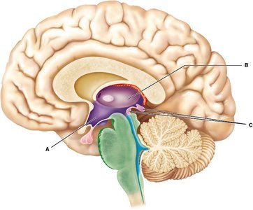 Labeled diagram of the diencephalon with regions A–C