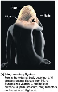 Skeletal system
