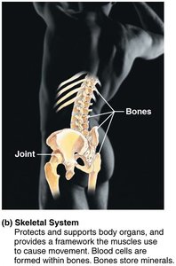 Muscular system