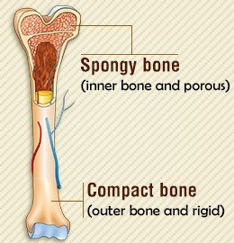 Long bone structure: compact and spongy bone