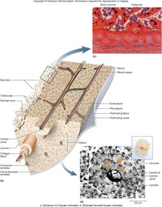 Histology of compact bone with osteons