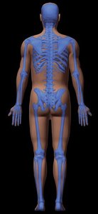 Posterior view of human skeleton