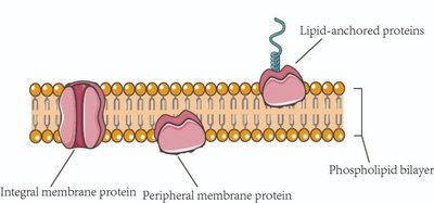Integral and peripheral membrane proteins