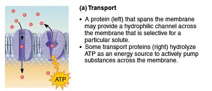 Transport function of membrane proteins