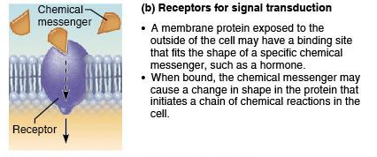 Receptor function of membrane proteins