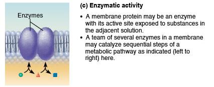 Enzymatic activity of membrane proteins