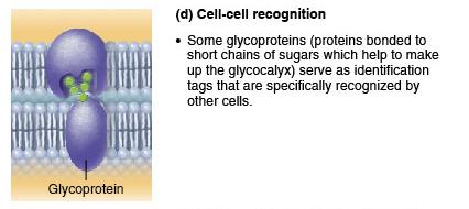 Cell-cell recognition by glycoproteins
