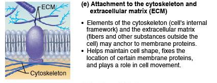 Attachment to cytoskeleton and ECM