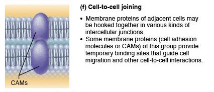 Cell-to-cell joining