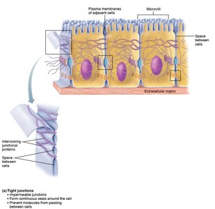 Tight junctions