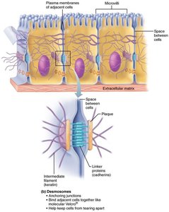 Desmosomes