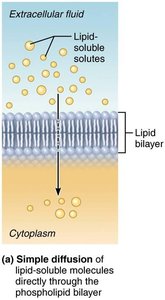 Simple diffusion across the membrane