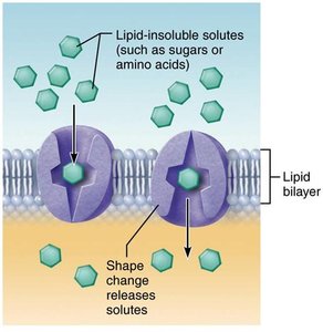 Carrier-mediated facilitated diffusion