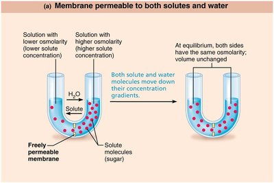 Osmosis with membrane permeable only to water