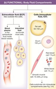Functional body fluid compartments