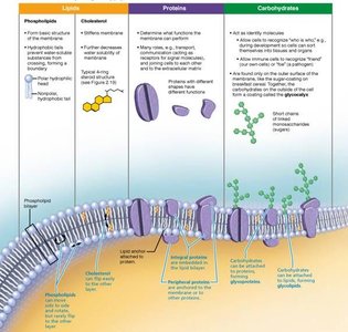 Plasma membrane structure and components