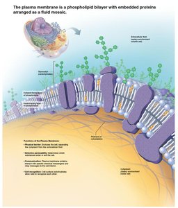 Phospholipid bilayer with proteins and carbohydrates