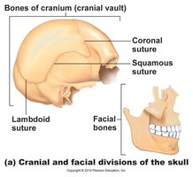 Superior view of the cranial fossae