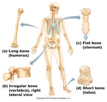 Examples of long, short, flat, and irregular bones