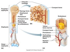 Structure of a long bone including diaphysis, epiphysis, and medullary cavity