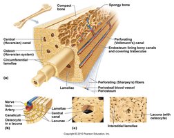 Microscopic structure of compact bone showing osteons and lamellae