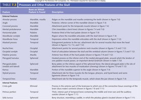 Table of processes and features of the skull