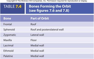 Table of bones forming the orbit