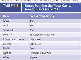 Table of bones forming the nasal cavity