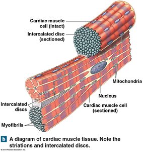 Diagram of cardiac muscle tissue with intercalated discs