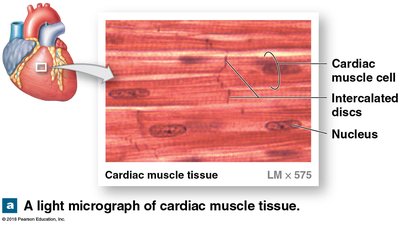 Light micrograph of cardiac muscle tissue