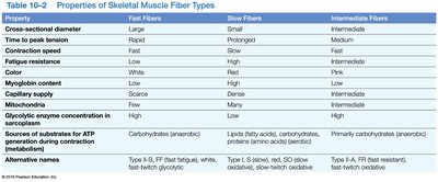 Table comparing properties of fast, slow, and intermediate muscle fibers