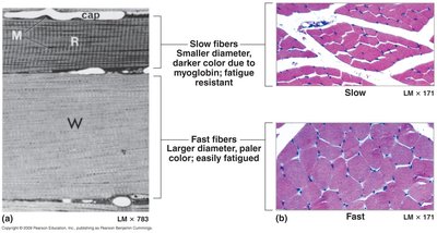 Histological comparison of slow and fast muscle fibers