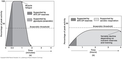 Graphs showing energy system contributions during muscle activity