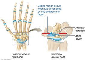 Gliding movements of synovial joints