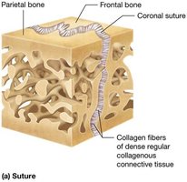 Suture joint in the skull